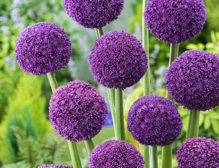 Allium 'Lavender Bubbles'®